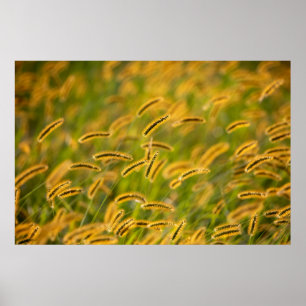 Fall Grass Poster