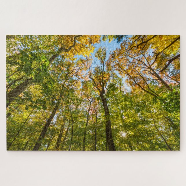 Fall in einem Wald in Amesbury, Massachusetts (Horizontal)