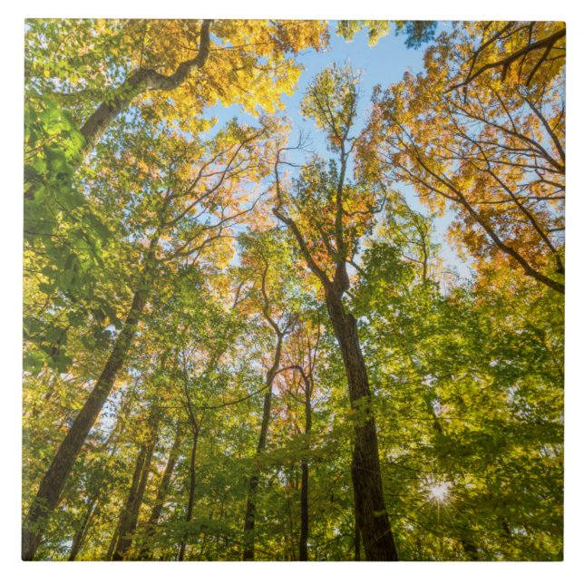 Fall in einem Wald in Amesbury, Massachusetts Fliese (Vorderseite)