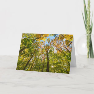 Fall in einem Wald in Amesbury, Massachusetts Karte