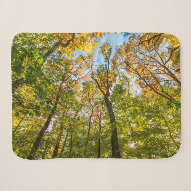 Fall in einem Wald in Amesbury, Massachusetts Sherpadecke (Vorderseite (Horizontal))