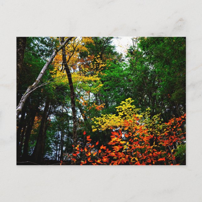 Fall in New England-postcard Postkarte (Vorderseite)