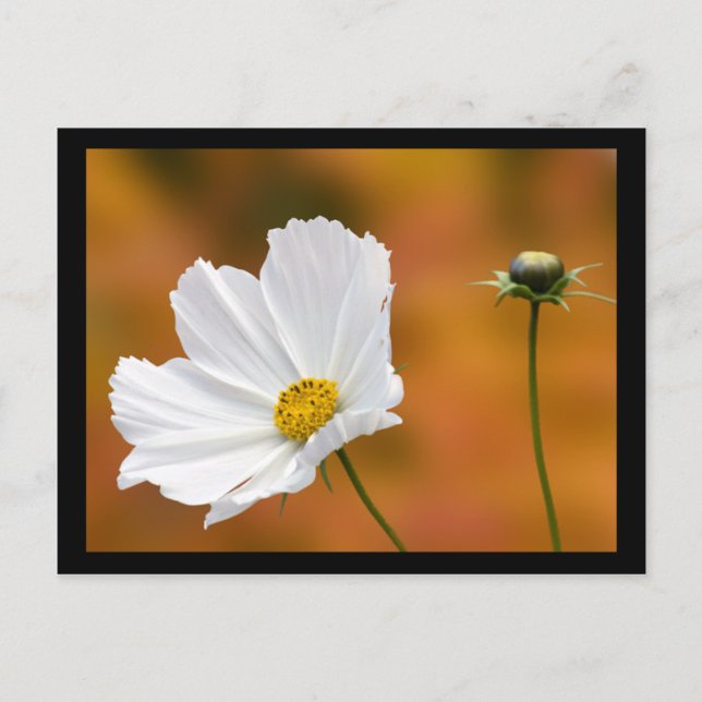 Fall in North Conway New Hampshire Postkarte (Vorderseite)