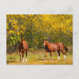 Fall Kastanienpferde Postkarte