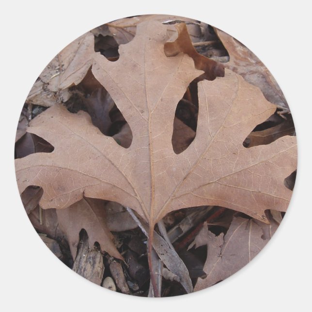 Fall Leaf Sticker (Vorderseite)