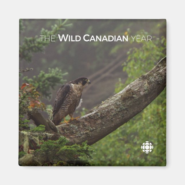 Fall - Peregrine Falcon Magnet (Vorne)