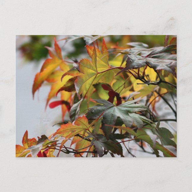 Fall Postkarte (Vorderseite)