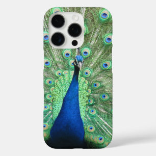 Fall: Proud PfauP title_seo2