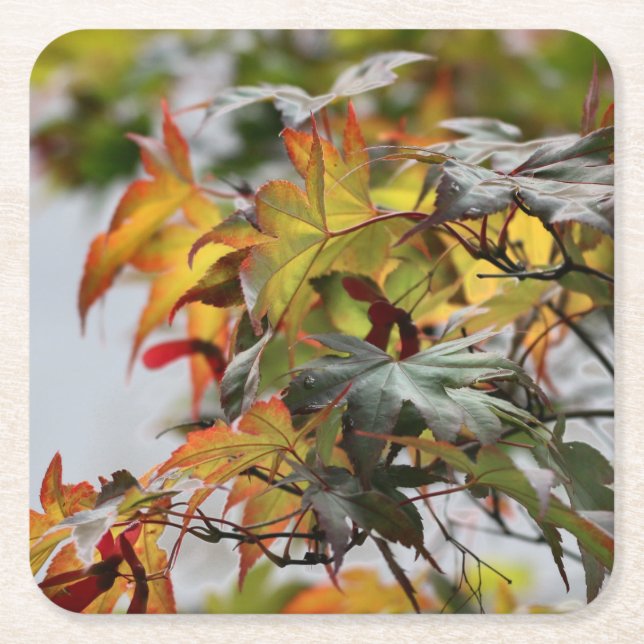 Fall Rechteckiger Pappuntersetzer (Vorderseite)