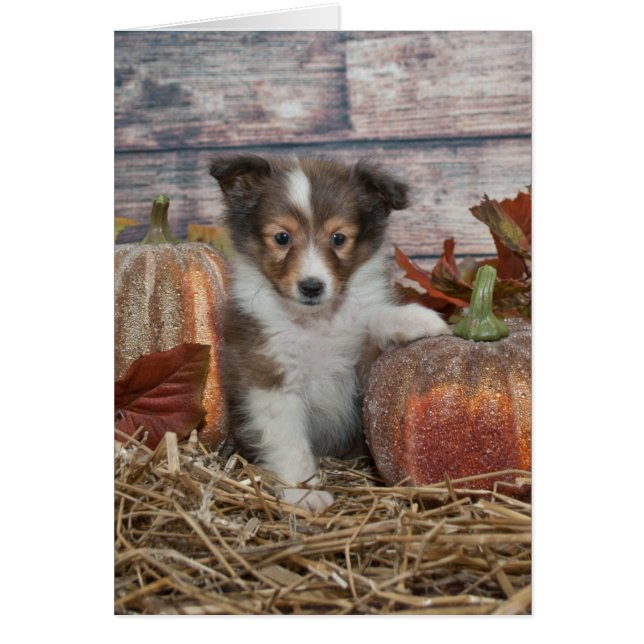 Fall Sheltie Puppy (Vorne)