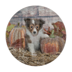 Fall Sheltie Puppy Schneidebrett