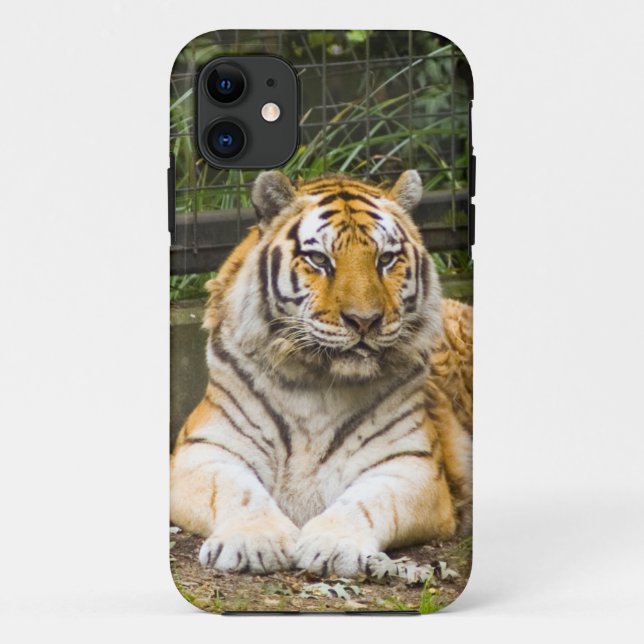 Fall Siberian Tiger Tigress Case-Mate iPhone Case-Mate iPhone Hülle (Rückseite)