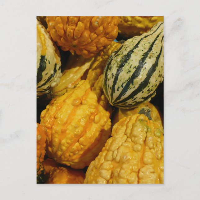 Fall Squash Postkarte (Vorderseite)