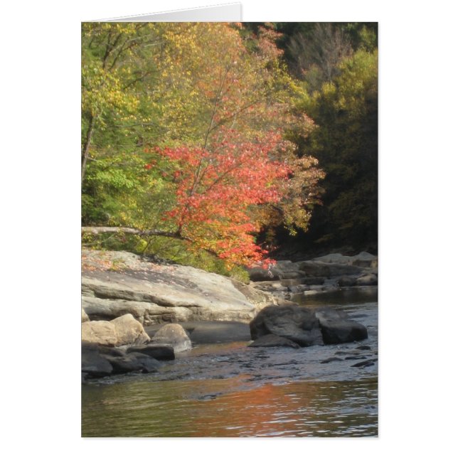 Fall Tree (Vorne)