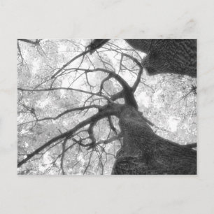 Fall Tree in Schwarz-Weiß-Postkarte Postkarte