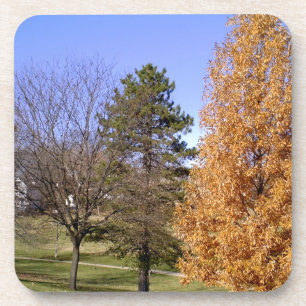 Fall Trees Getränkeuntersetzer