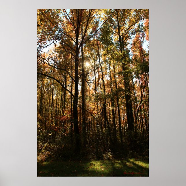 Fall Trees Poster (Vorne)