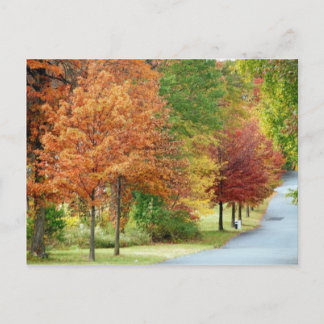 Fall Trees Postkarte