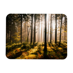 Fall-Wald mit Sunrays Magnet
