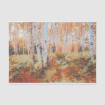 Fall Woodland Fern Forest Birch Trees