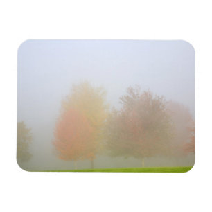 Fallbäume eingehüllt in Nebel Magnet