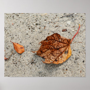 Fallen Autumn Leaves Foto Poster