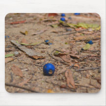 Fallen Blueberries