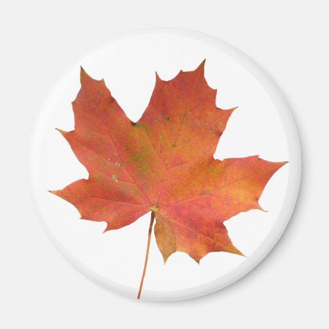 Fallen Leaf 01 Magnet (Vorne)