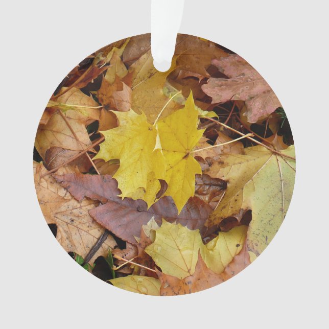 Fallen Maple Feuille Jaune Automne Nature (devant)