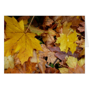 Fallen Maple Leaves Yellow Autumn Nature