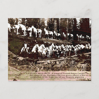 Fallen Monarch - Postkarte