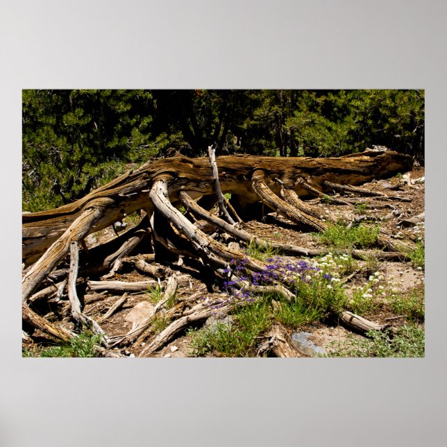 Fallen Pine Tree Poster (Vorne)