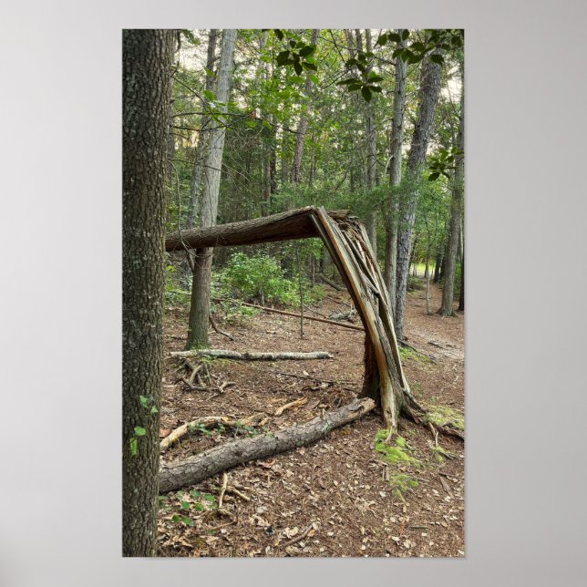Fallen Tree in Park Poster (Vorne)