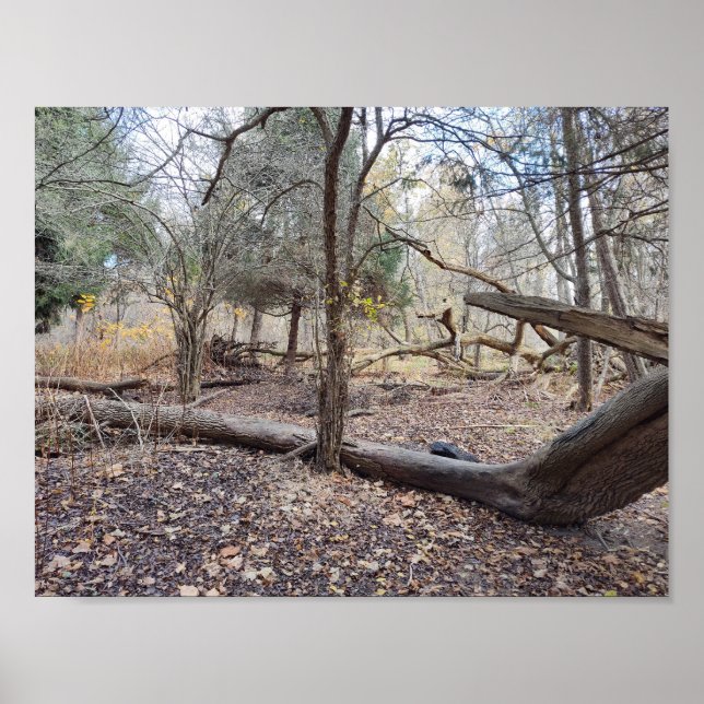 Fallen Trees Poster (Vorne)