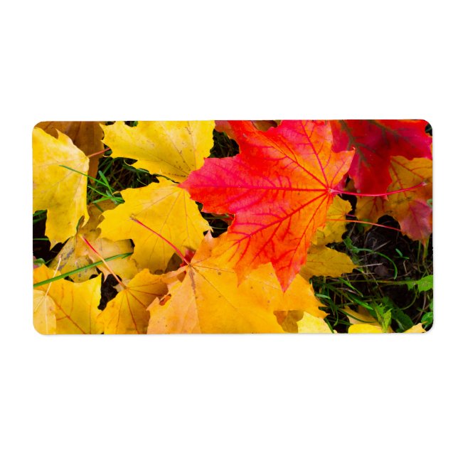 Fallende Ahorn-Blätter auf dem Boden (Vorne)