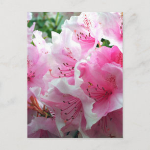 Fallende rosa Blumenblüten Postkarte