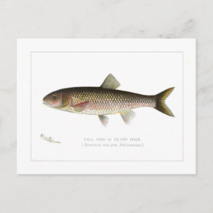 Fallfisch oder Silber Chub Postkarte