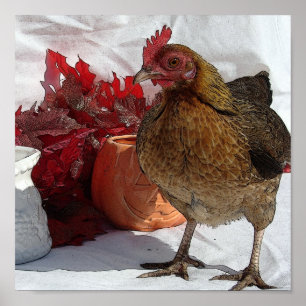 Fallhähnchen Poster