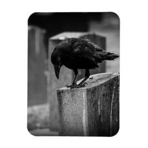Falling Friedhof Crow Magnet