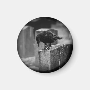 Falling Friedhof Crow Magnet