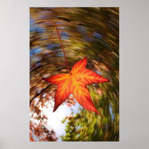 Falling Leaf from a tree in autumn Poster