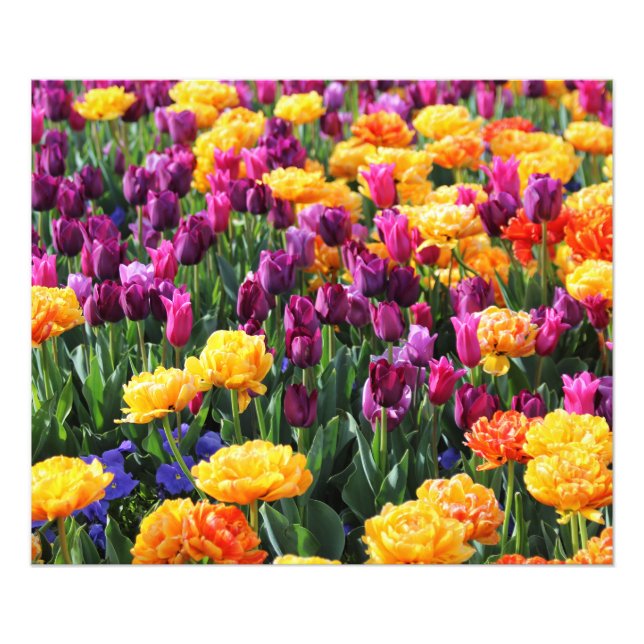 Falling Sunset Floral River Fotodruck (Vorne)