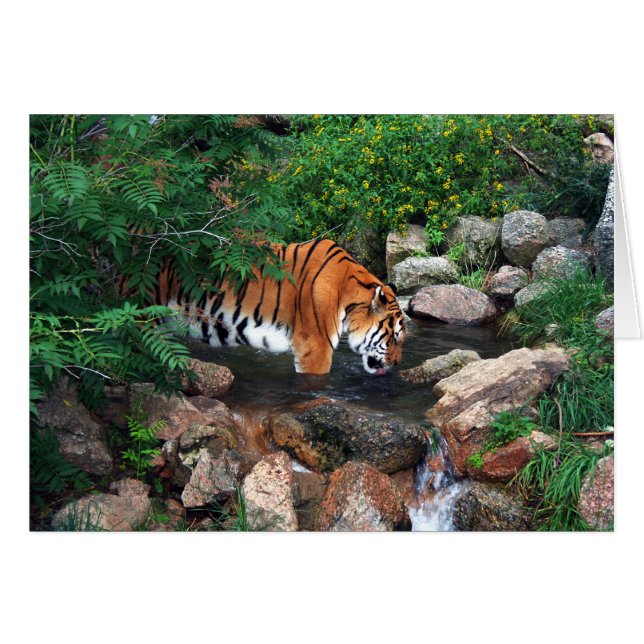 Falln Drink Tiger (Vorderseite (Horizontal))