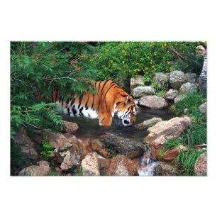 Falln Drink Tiger Fotodruck