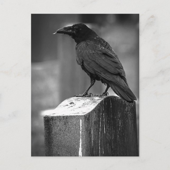 Falln fand eine Feder Postkarte (Vorderseite)