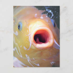 Falln Singing Ghost Koi Postkarte