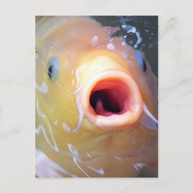 Falln Singing Ghost Koi Postkarte (Vorderseite)