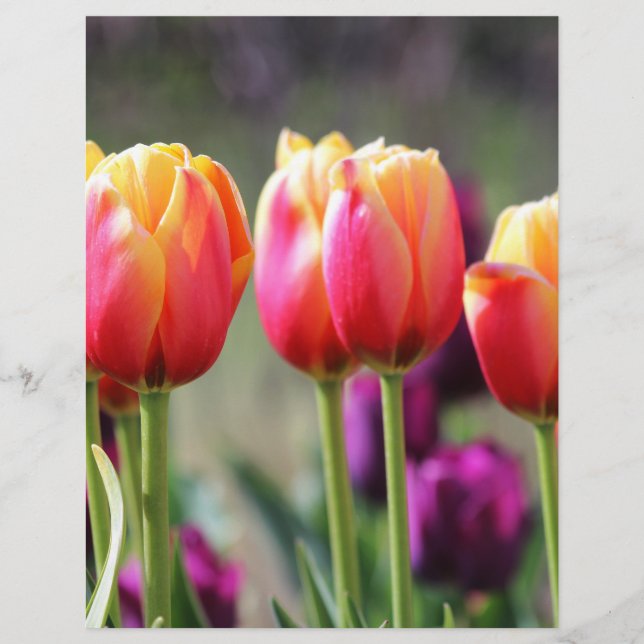 Falln Tulips Aflm (Vorderseite)