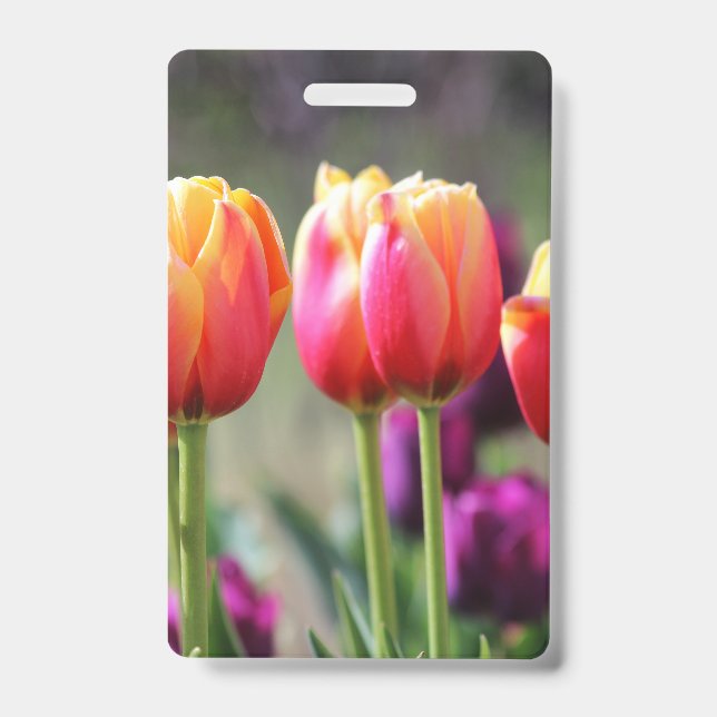Falln Tulips Aflm Ausweis (Vorderseite)