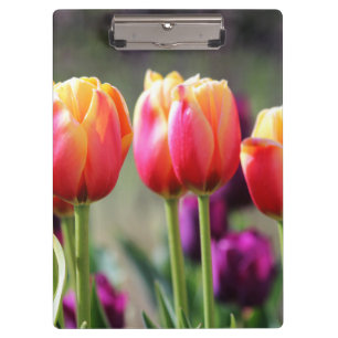 Falln Tulips Aflm Klemmbrett